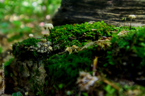 mushrooms in spiral pattern with moss