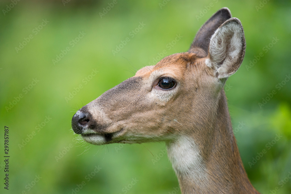 Whitetail Deer Portrait
