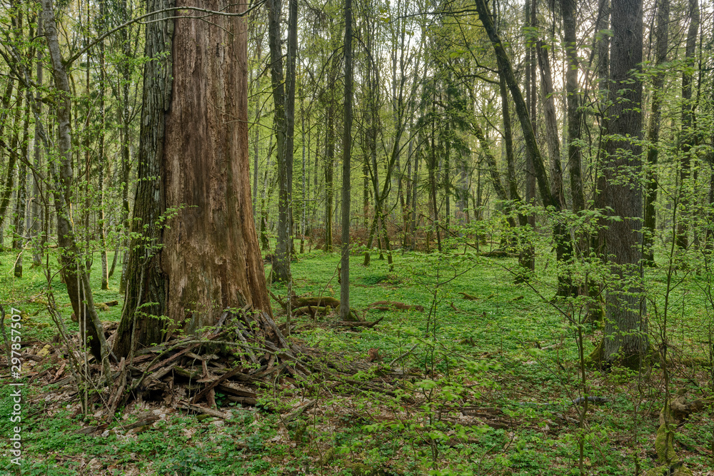 Beautiful view of tjhe original Bialowieza Forest, Poland Beautiful view of tjhe original Bialowieza Forest, Poland