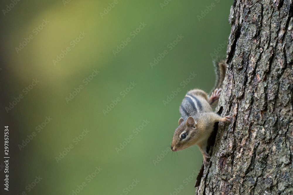 Cute Chipmunk Cute Chipmunk