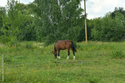 pet horse in the meadow