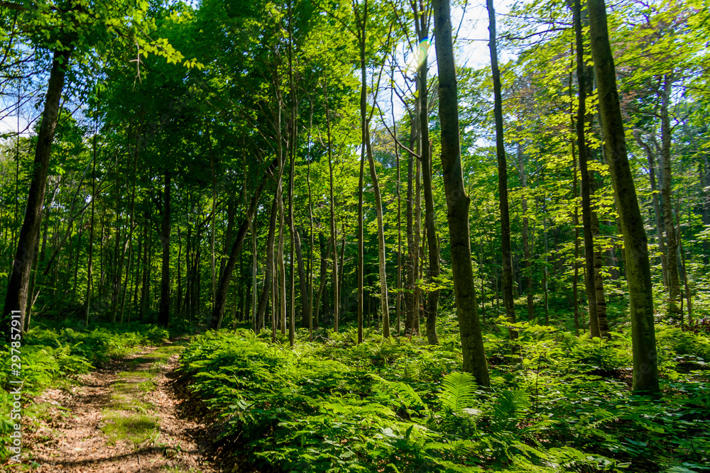 path trough ferns in forest