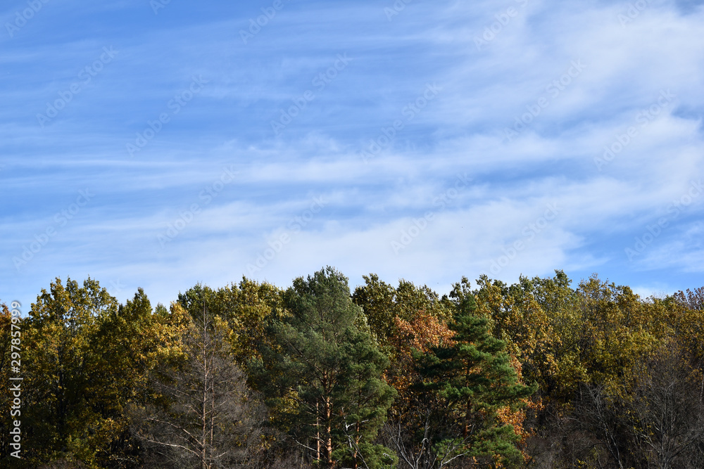 Осенний лес, играющий разными красками и красивое голубое небо.