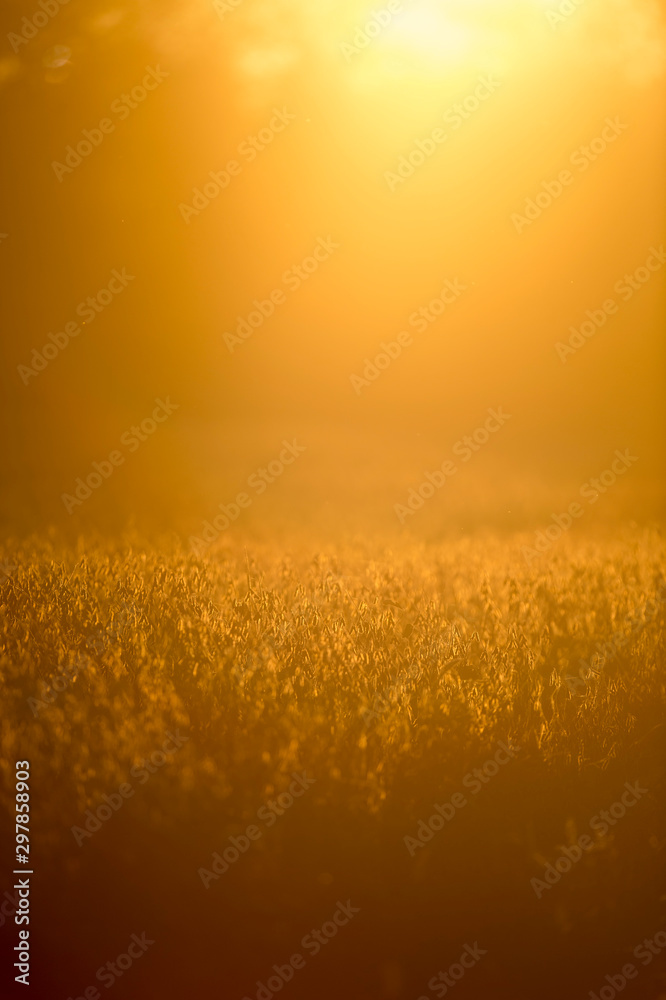 Glowing Soybean Field