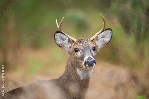 Fototapeta Naklejka Na Ścianę i Meble -  Whitetail Deer Buck