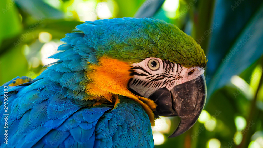 Macaw- South American Parrot - obrazy, fototapety, plakaty 