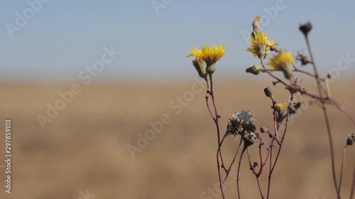 Close up of rosinweed blowing in the wind. photo