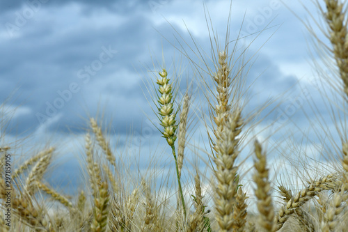 field with wheat