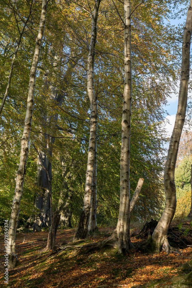 Fototapeta premium Autumn in Swinton Woods