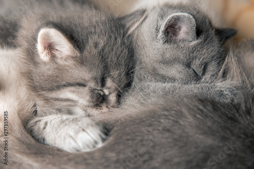 Mom cat feeds milk to small gray kittens.