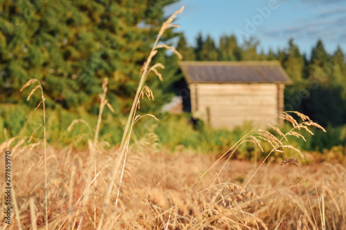 Finnish old wooden farm barn at blurred background warm summer evening at field with dry grass