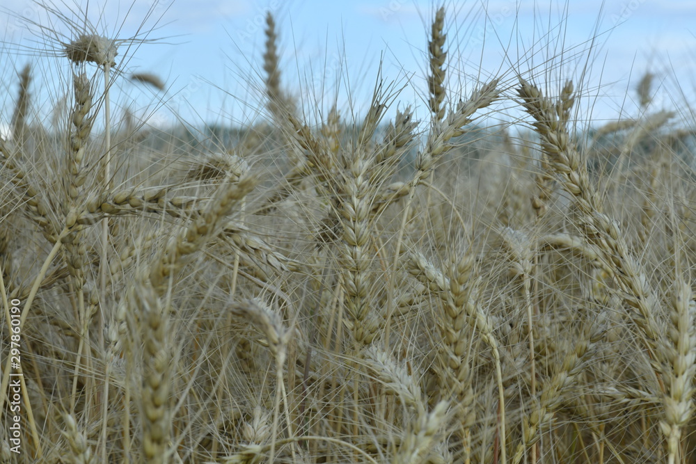 Fototapeta premium field with wheat