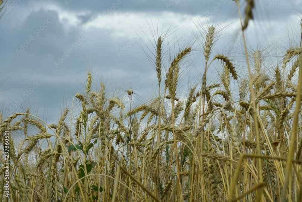field with wheat field with wheat