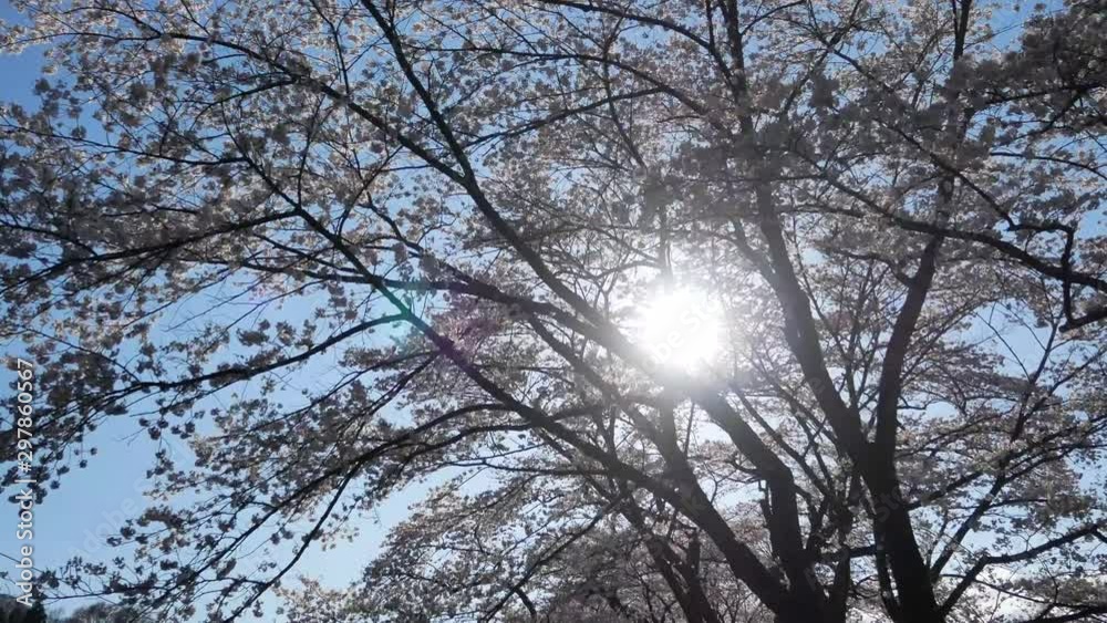 View up to the sky while Walking among the giant cherry blossom trees (sakura trees) in full bloom on sunny day of spring season in Japan with sunshine in background