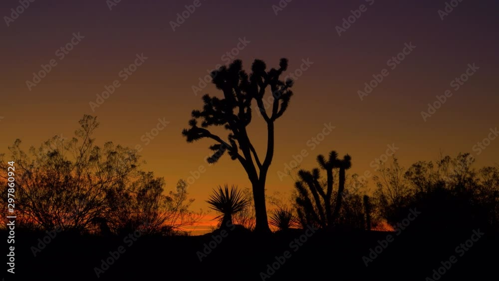 SILHOUETTE: Scenic view of the Joshua tree national park on a sunny evening. Orange morning sky spans above the rugged desert. Sunrise illuminates yucca palm trees scattered around the wilderness. SILHOUETTE: Scenic view of the Joshua tree national park on a sunny evening. Orange morning sky spans above the rugged desert. Sunrise illuminates yucca palm trees scattered around the wilderness.