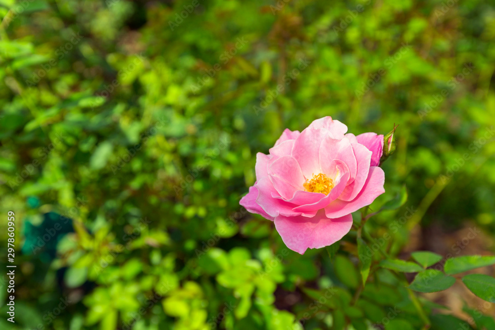 Pink Hybrid Tea rose in garden.