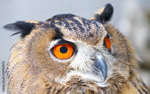 Vintage photo of owl