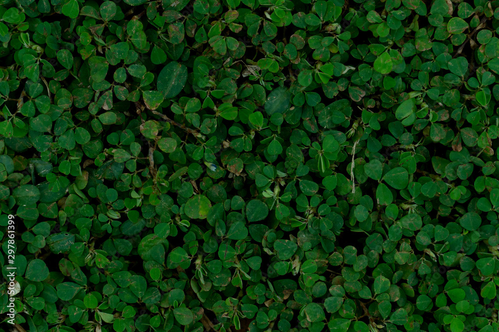 The top of the round green leaf grass for background and textured. - obrazy, fototapety, plakaty 