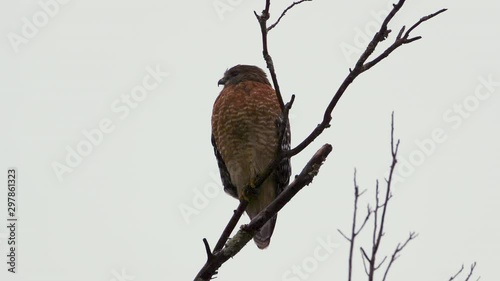 Red shouldered hawk perched on a large, barren branch in the pouring rain. Closeup shot. 20 sec/60 fps. Original speed. Clip 7 photo