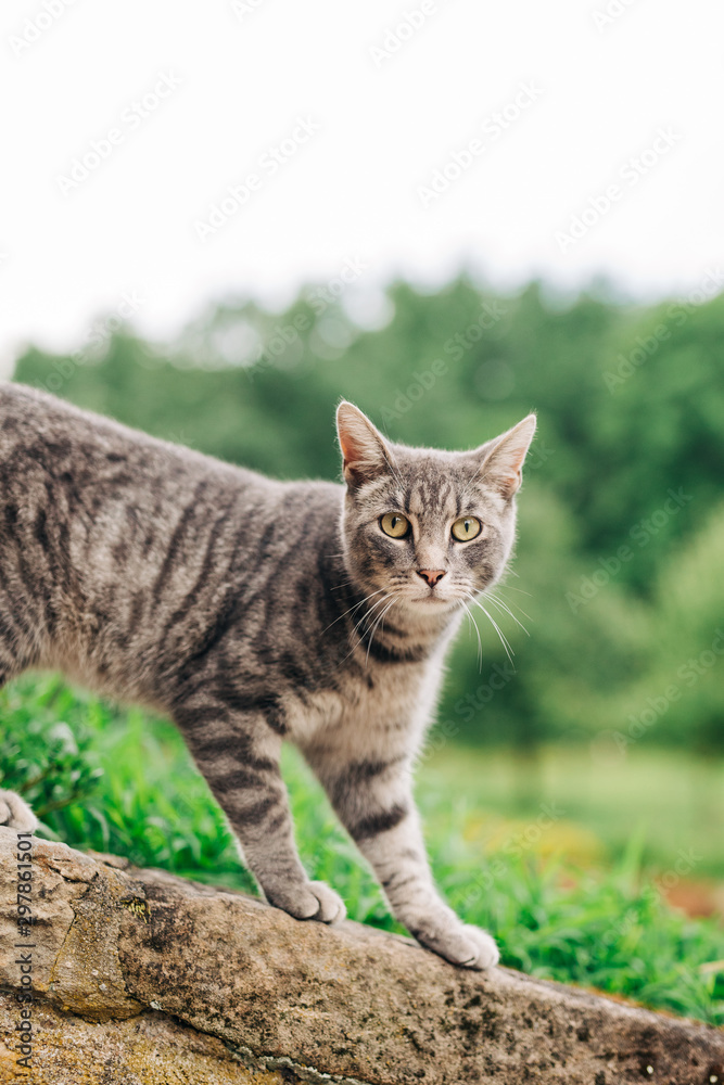 Rural grey cat
