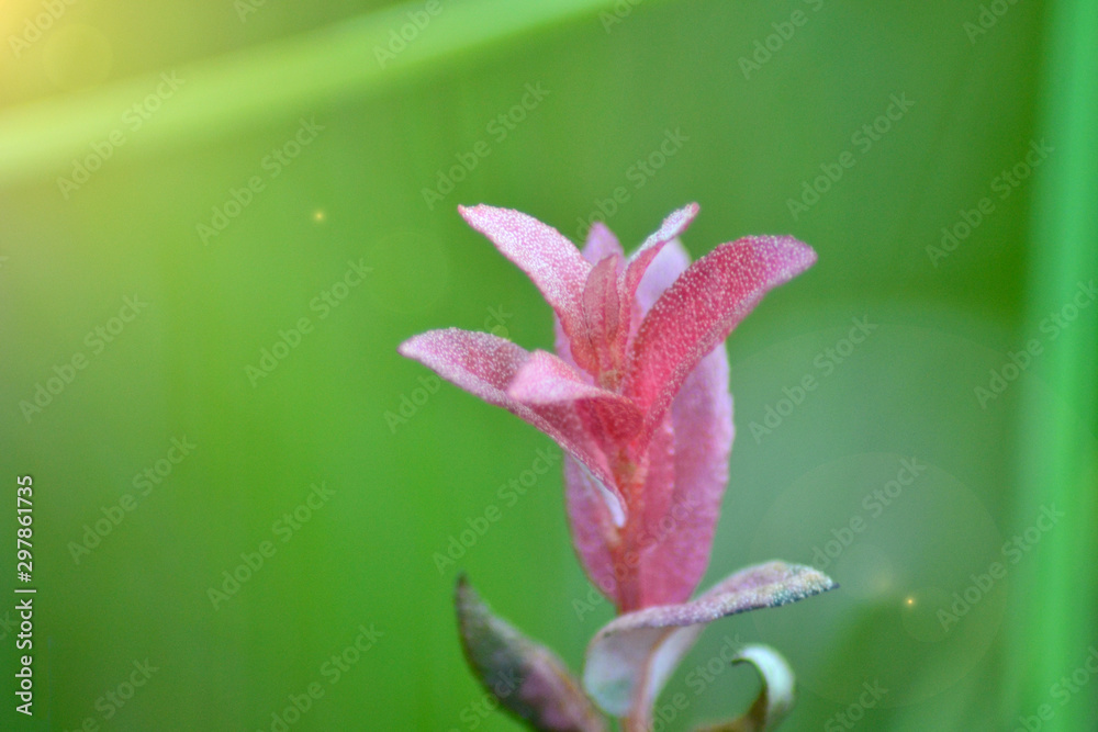Fototapeta premium red flower unknown grass on natural green background