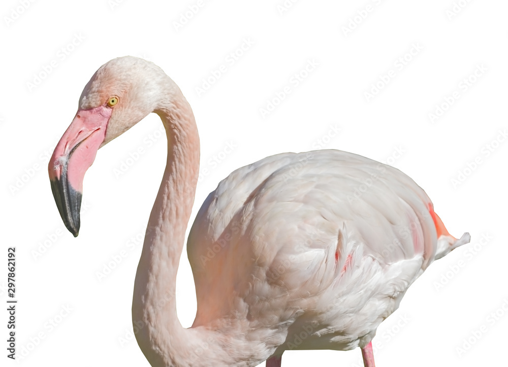 Fototapeta premium African Greater Flamingos