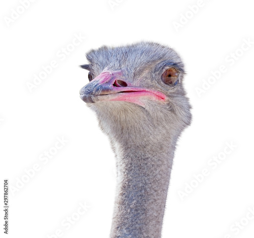 funny ostrich at farm