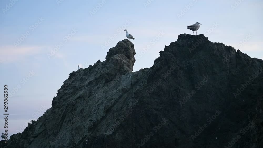 Seagulls on Rock, Slowmotion. Fixed Shot At Sunset of Birds on Sea Stack. Seagulls on Rock, Slowmotion. Fixed Shot At Sunset of Birds on Sea Stack.