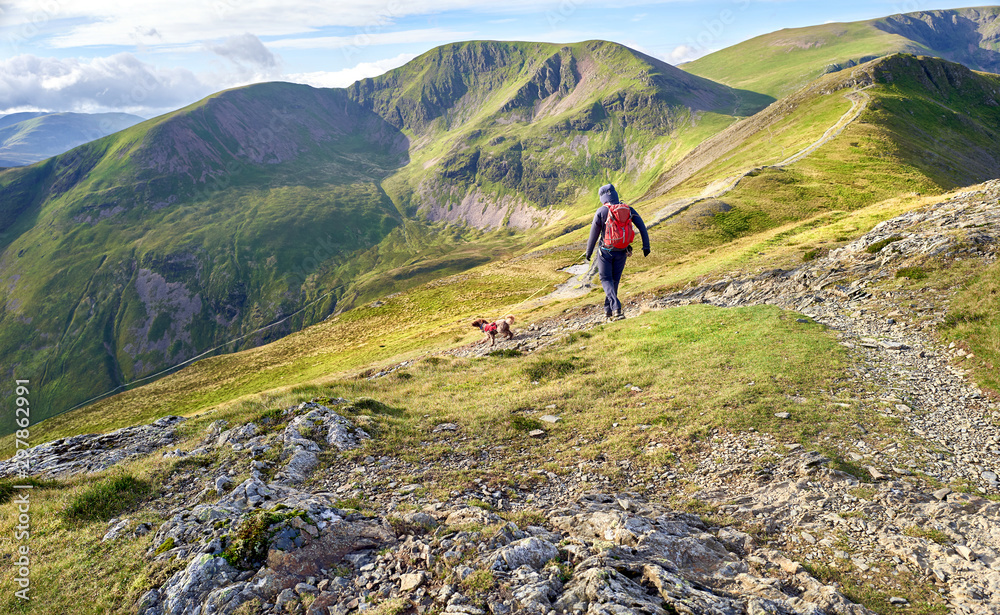 A hiker walking downhill from the summit of Grisedale Pike towards Hobcarton with the summits of Crag Hill an Sail in the distance In the Lake District, England, UK.