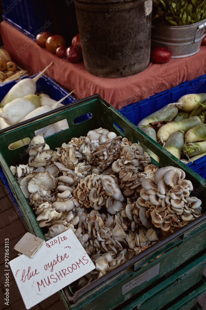 Blue oyster mushrooms for sale at a farmers market in Copley Square on a Fall day.  Boston, Massachusetts. (Pleurotus ostreatus var columbinus)