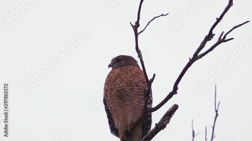 Red shouldered hawk perched on a large, barren branch in the pouring rain. Very close shot. 25 sec/24 fps. 40% speed. Clip 4 photo