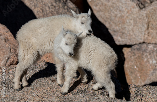 Joyful Mountain Goat Kid Siblings 
