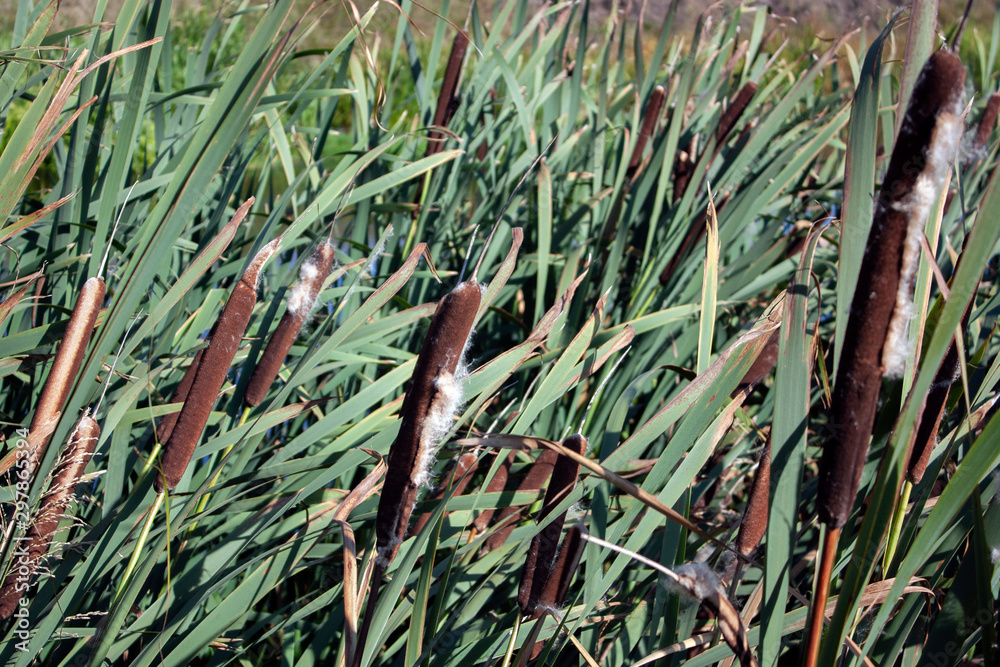Obraz premium Thickets of brown reeds near the water on a summer day. Dark chocolate-brown flower is popularly called reed.