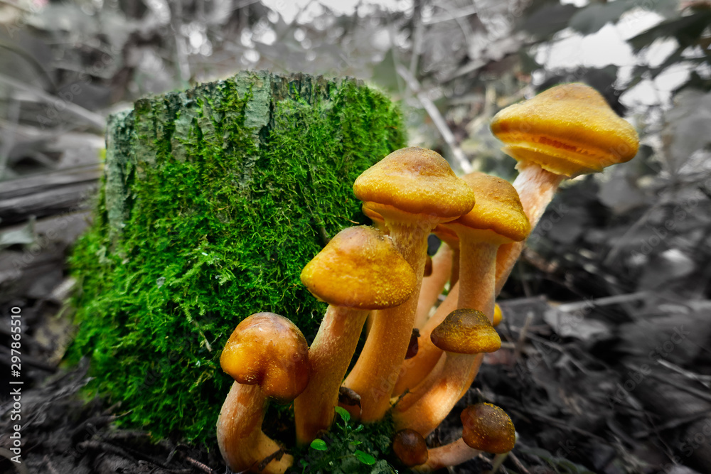 Armillaria mellea , a group of mushrooms grows on the tree stump