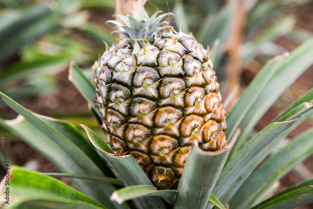 Single ripe pineapple growing in the field. Fresh pineaple fruit on bush with leaves Single ripe pineapple growing in the field. Fresh pineaple fruit on bush with leaves