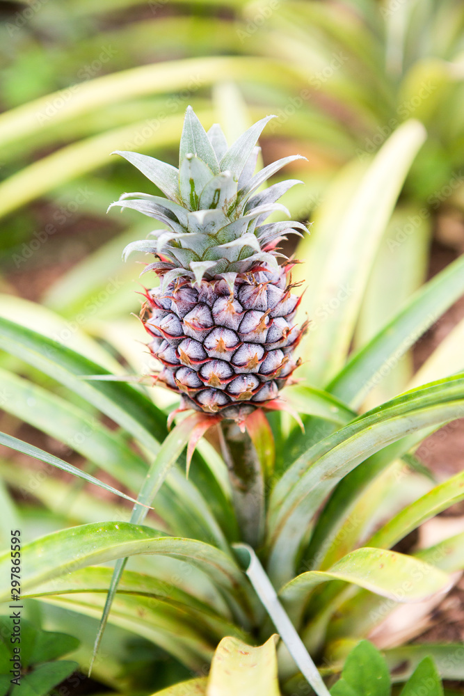 Single ripe pineapple growing in the field. Fresh pineaple fruit on bush with leaves Single ripe pineapple growing in the field. Fresh pineaple fruit on bush with leaves
