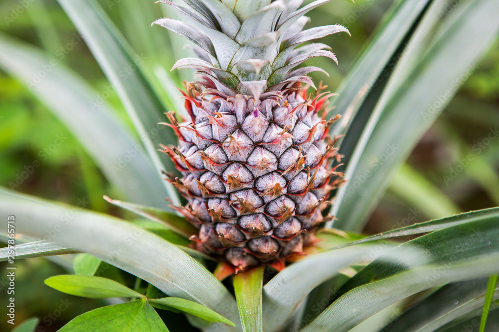Single ripe pineapple growing in the field. Fresh pineaple fruit on bush with leaves Single ripe pineapple growing in the field. Fresh pineaple fruit on bush with leaves