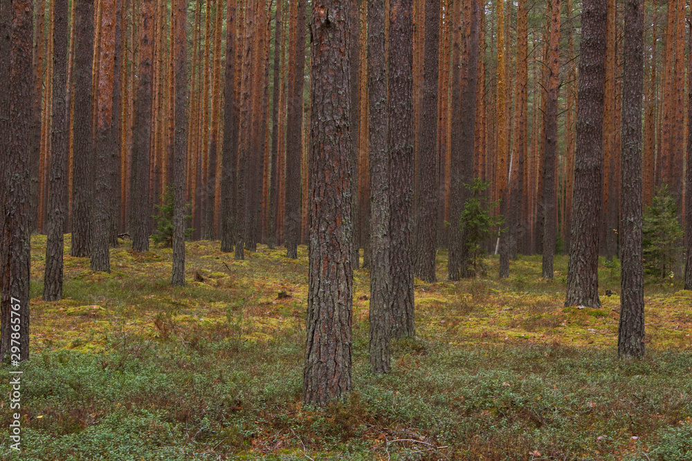 Obraz premium Autumn coniferous forest