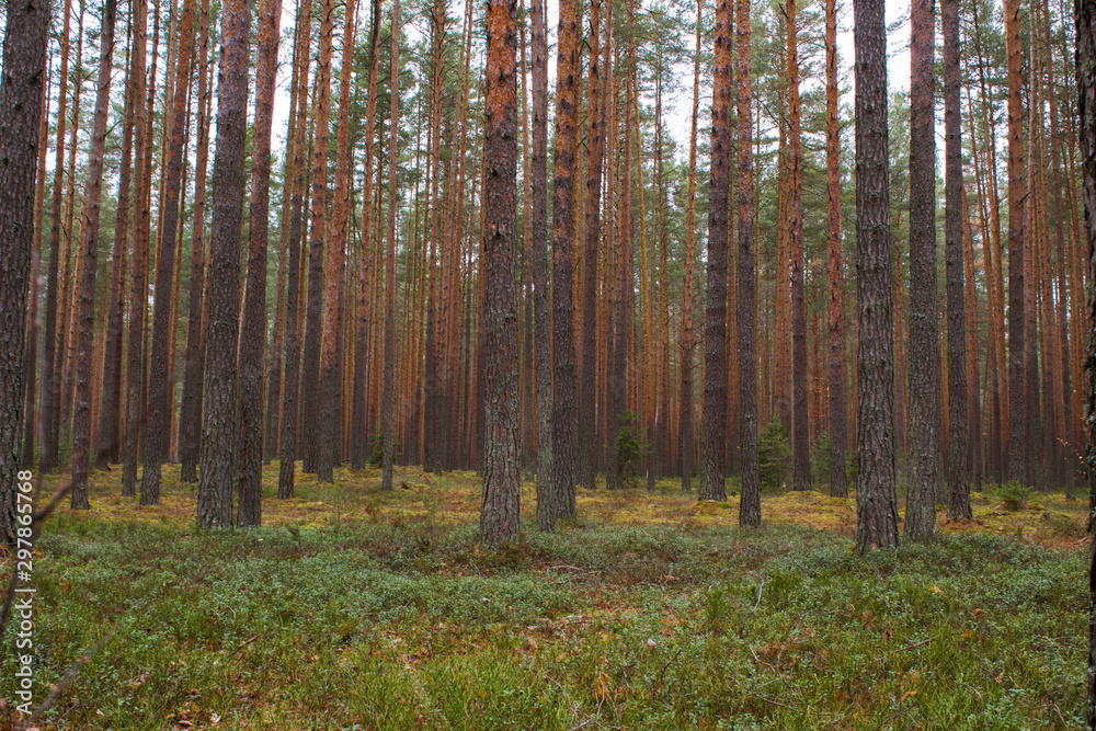 Autumn coniferous forest Autumn coniferous forest