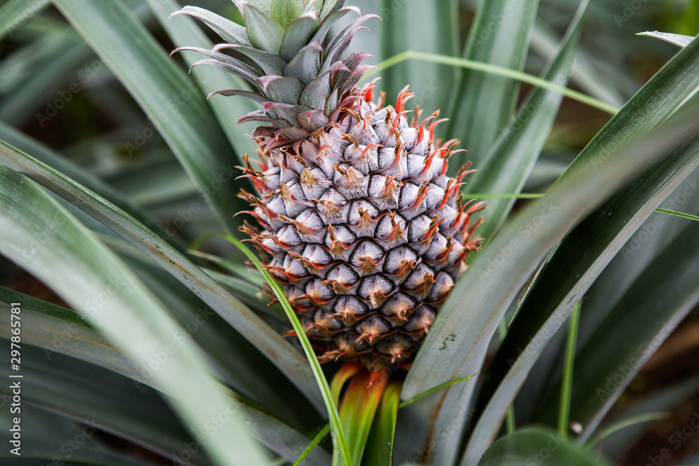 Single ripe pineapple growing in the field. Fresh pineaple fruit on bush with leaves Single ripe pineapple growing in the field. Fresh pineaple fruit on bush with leaves
