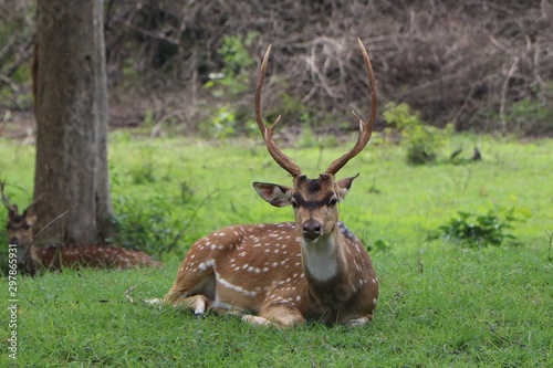 indian horned spotted deer 