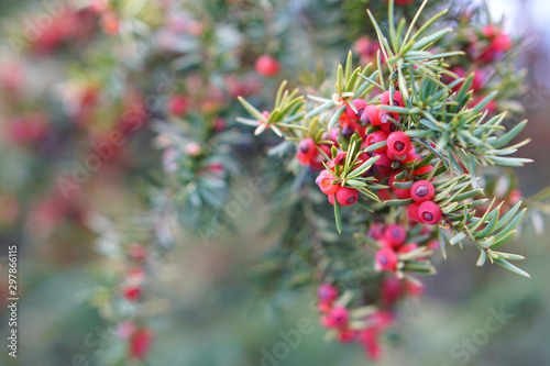Coniferous branch with red berries on blurred colorful background.