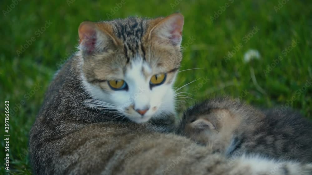 kitten sucks milk from his mom kitten sucks milk from his mom