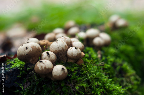 group of little mushrooms on the moss in the forest
