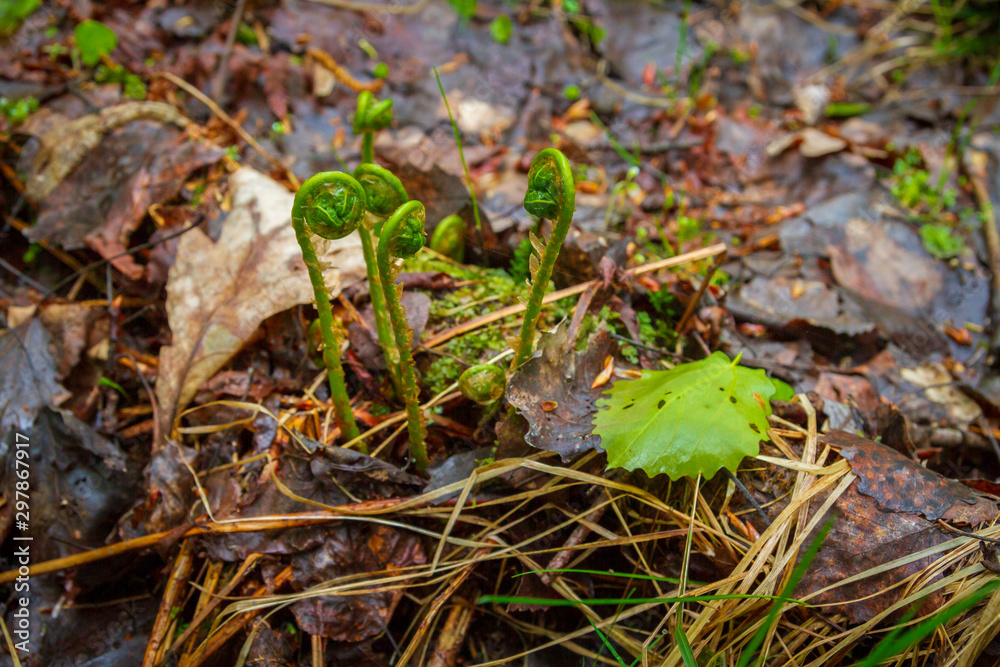Fern begins to grow in the forest in early spring