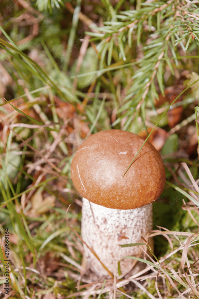 Red mushroom grows in the forest in early autumn Red mushroom grows in the forest in early autumn