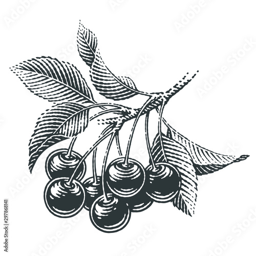 Cherries and cherry tree's branch composition set. Hand drawn engraving style illustrations.