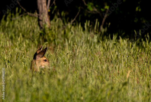 An Adorable Mule Deer Fawn Wading through a Sea of Grass © Kerry Hargrove