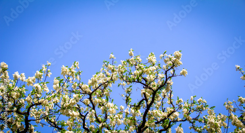 Spring Background with white tree blossom