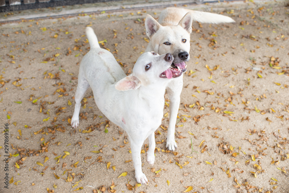 Couple love white Thai dogs joyful together looking at camera with falling yellow leave on concrete floor stock photo